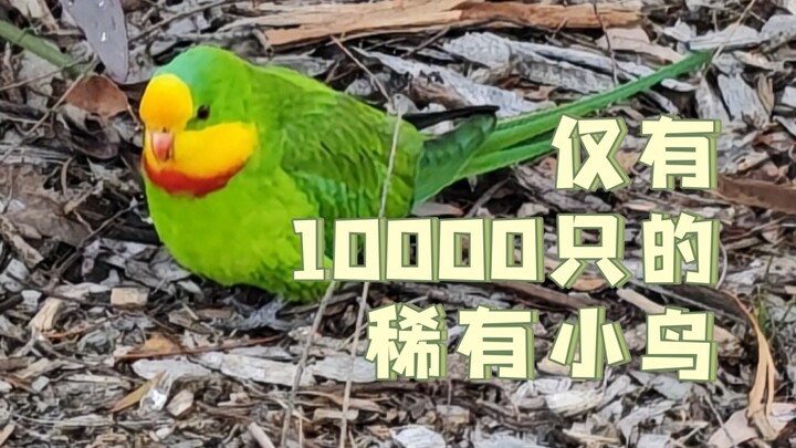 🦜Got a shot of a beautiful parrot! 🦜Got a shot of a beautiful parrot! 🦜… (repeated 9 times)
