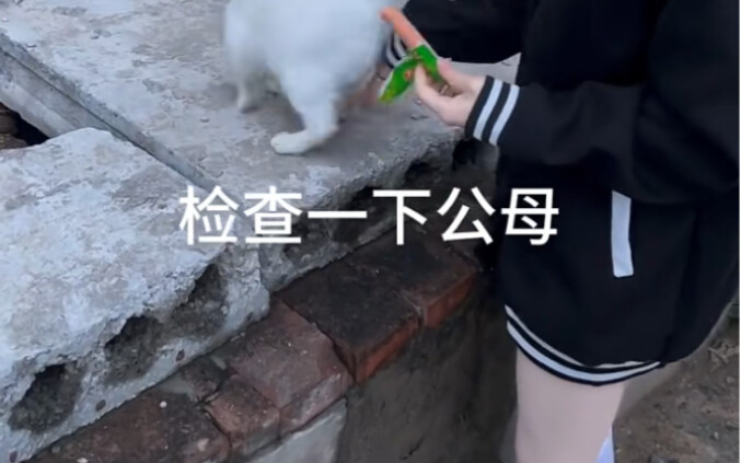ลิงงมไข่ 2