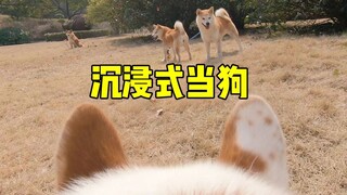 给狗带上摄像头，沉浸式体验小狗的第一视角