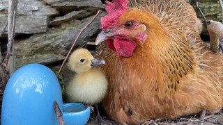 A hen lays a duckling—so who’s really been cuckooed here?