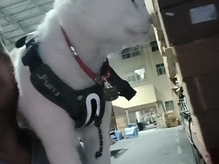 คุณไป๋กำลังตรวจเช็กรถอยู่