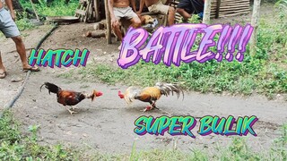 HATCH COCK VS SUPER BULIK STAG       SPAR!!