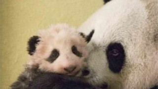 Panda: I just barked like a dog at France's First Lady and, by the way, got myself a rose-gold hair 