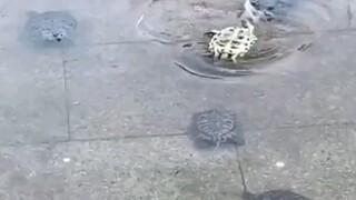 When one turtle is in trouble, all eight turtles come to its aid