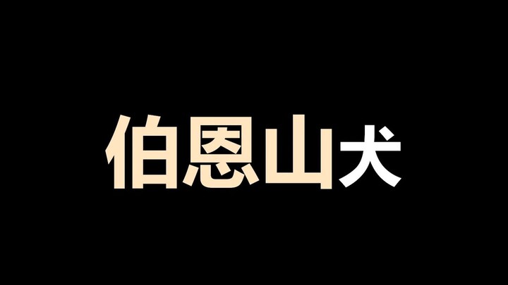 Kiến thức thú vị về thú cưng: Chó núi Bern thật sự rất tuyệt, chỉ có điều quá đắt; bạn đang “nuôi tr