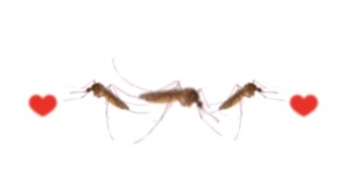 We need more mosquitoes!!
