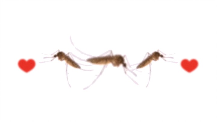 We need more mosquitoes!!