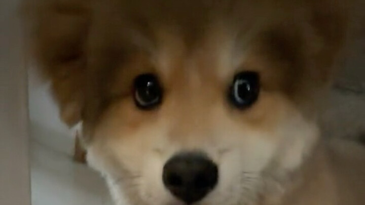 หมาต้องนับเลขตอนกินข้าว!!