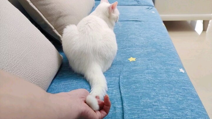 Don't Try To Hold Your Cats' Tails When They Are 