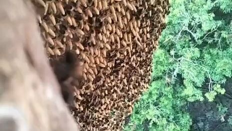 tropika real honey tualang