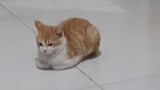 Saat Anda meledakkan kepala, kucing Anda akan berubah menjadi roti besar
