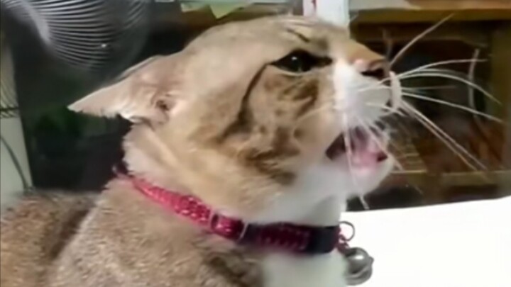 Mèo: Ai cho mày tự tin mà sờ tao vậy?