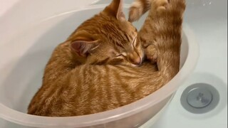 POV: The best cat in the world wants to take a bath with you