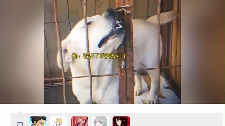 Dog: If you’re bad at it, just practice more. Watch closely—I’m only going to show you once...