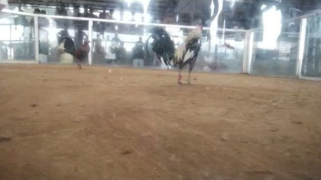 2nd fyt @kcsa 2nd entry win