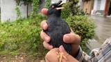 Manicure for my crested myna