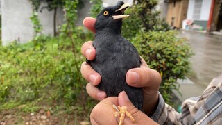 Burung ini selalu pandai mengambil hati orang.