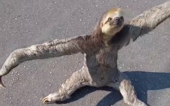Blocked by a sloth