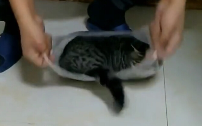 Cat: Where are you packing me off to?