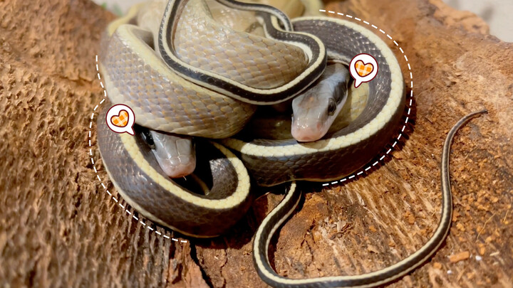 Two Cute Pet Snakes Snuggle with Each Other