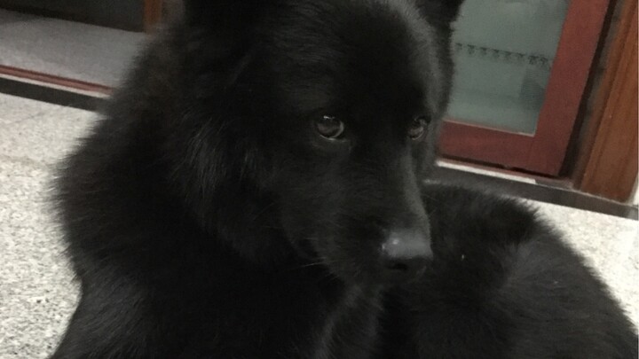 Làm thế nào để trêu chọc chú chó nhà bạn