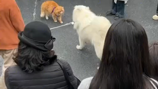 Dogs rely on their strength to bully others—cat, don’t you dare be scared!