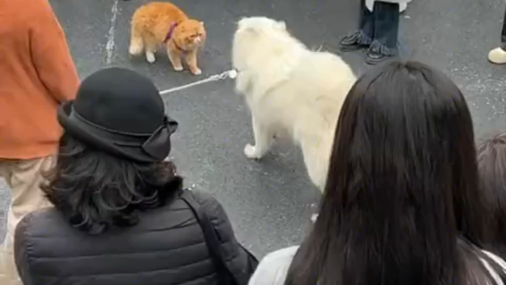 Dogs rely on their strength to bully others—cat, don’t you dare be scared!