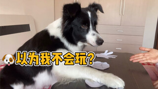 和狗狗玩猜拳游戏