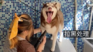 Pemilik toko hewan peliharaan: Uang mandi untuk si Husky akan saya kembalikan, lain kali jangan data