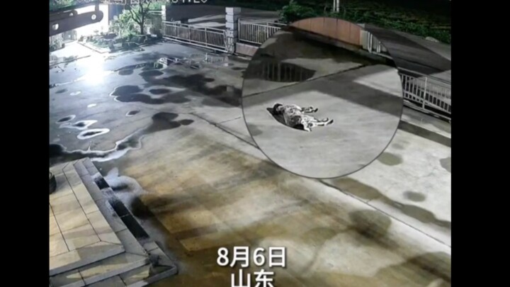 山东地震来临前夕 狗狗提前15秒感知到