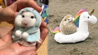 Cutest Baby Animals - Funny and Cute Moment of The Animals #3