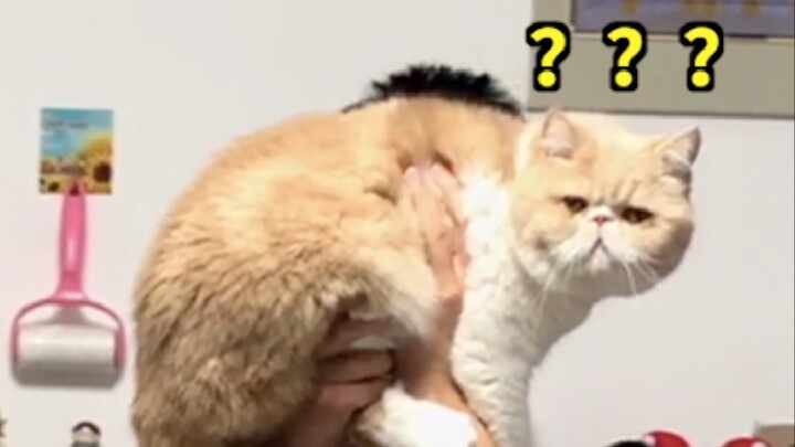 لولا أنني رأيتُ اللقطات من الكاميرا، لما تخيلتُ أبدًا أن القط سيفعل شيئًا كهذا...