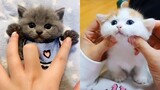 Baby Cats - Cute and Funny  คลิปลูกแมวน้อย น่ารักมากๆ เมื่อแมวน้อยเล่นซน