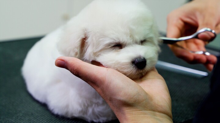 Cut cute puppy's hair in the grooming salon