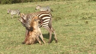 Zebra bites back