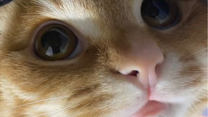 แมวน้อยของใครหายไปเหรอ?