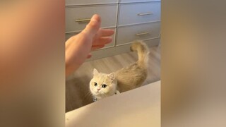 chiều sen một xíuu 😊 cute  thucung  dethuong  pets  pet  xuhuong  xuhuongtiktok  tiktok  meocute