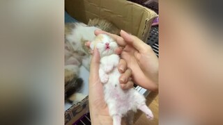 minhkontum đã kiếm được mẹ đại gia nha. cat mèo