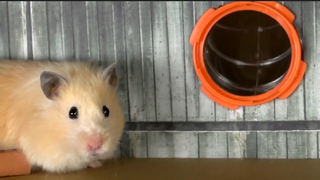 ภารกิจของหนูแฮมสเตอร์ EP 117