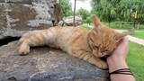About the orange cat who thought I was dead but still remembered me half a year later