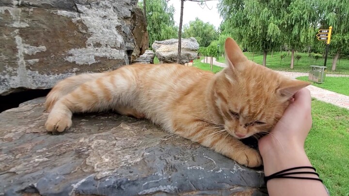 Tentang kucing oranye yang mengira aku sudah mati tapi masih mengingatku setengah tahun kemudian