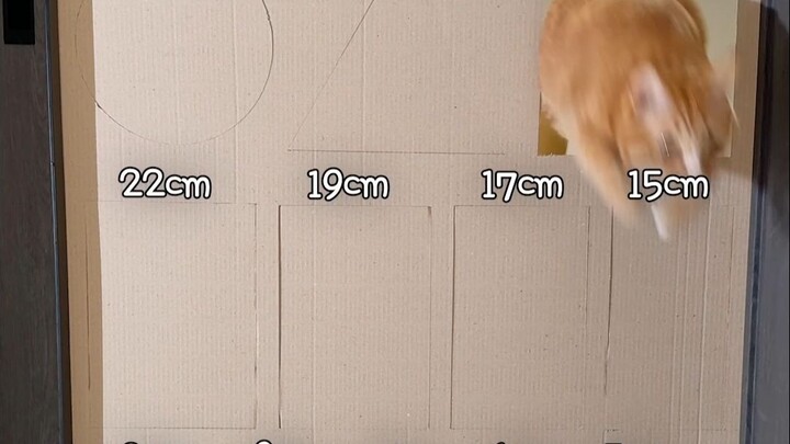 เป็นที่รู้กันดีว่าแมวนั้นคือของเหลว