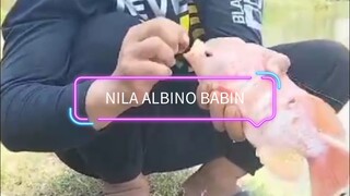 nila albino babon