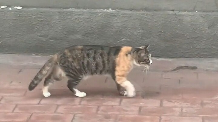 The orange cat and the tabby cat were silent.