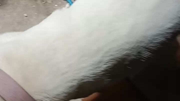 na miss Ako ng aso ko