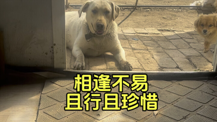 It’s quite sudden—Er Bai is unemployed!