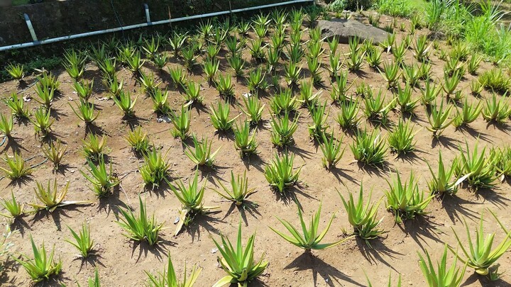 Berawal dari COVID, Kini Bisnis Lidah Buaya Kebanjiran Order hingga 300 Kg per H