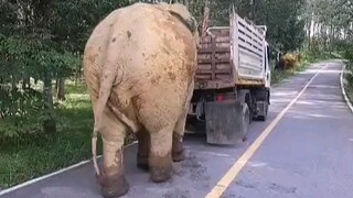 So this is how elephants get on the train