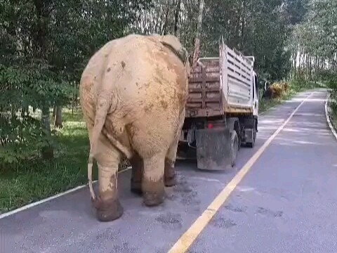 So this is how elephants get on the train