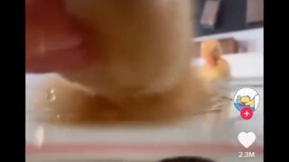 鸭子真可爱